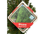 Okrasné stromy Smrek biely CONICA 70 80 cm(4)