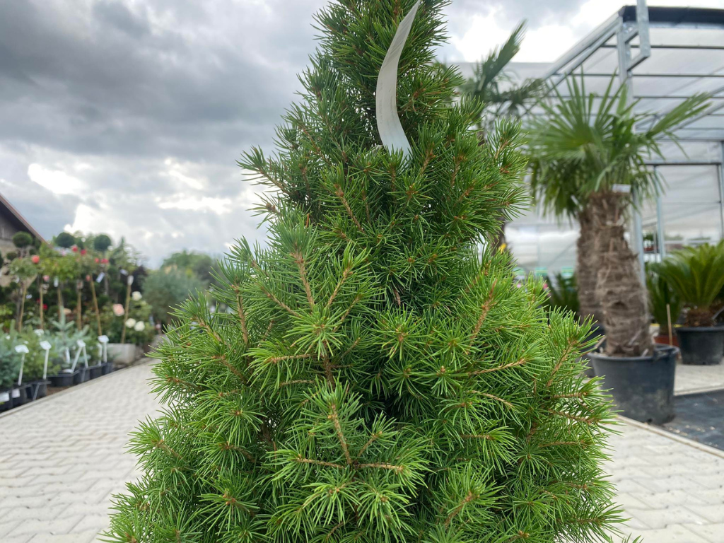 Okrasné stromy Smrek biely CONICA 70 80 cm(7)