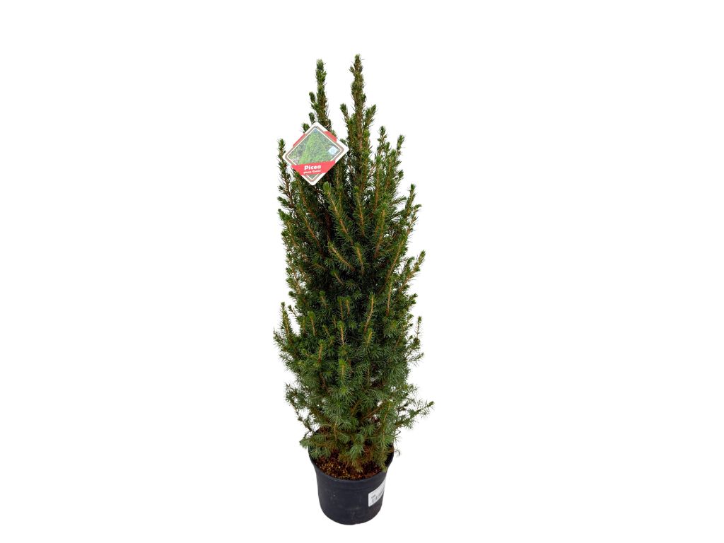 Okrasné stromy Smrek biely CONICA 70 80 cm(5)