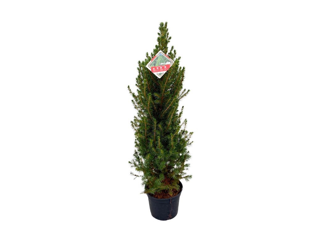 Okrasné stromy Smrek biely CONICA 70 80 cm(8)