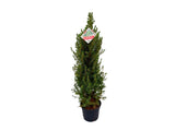 Okrasné stromy Smrek biely CONICA 70 80 cm(8)