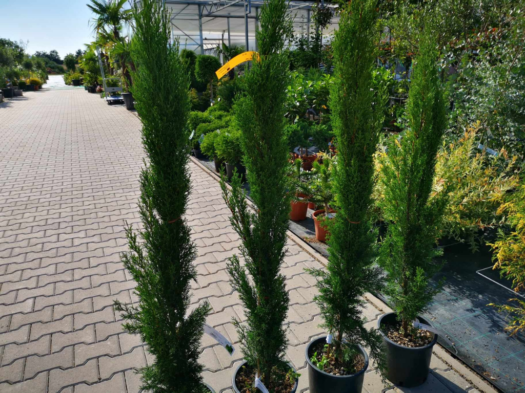 Okrasné stromy Cyprus vždyzelený TOTEM 80 120 cm(4)