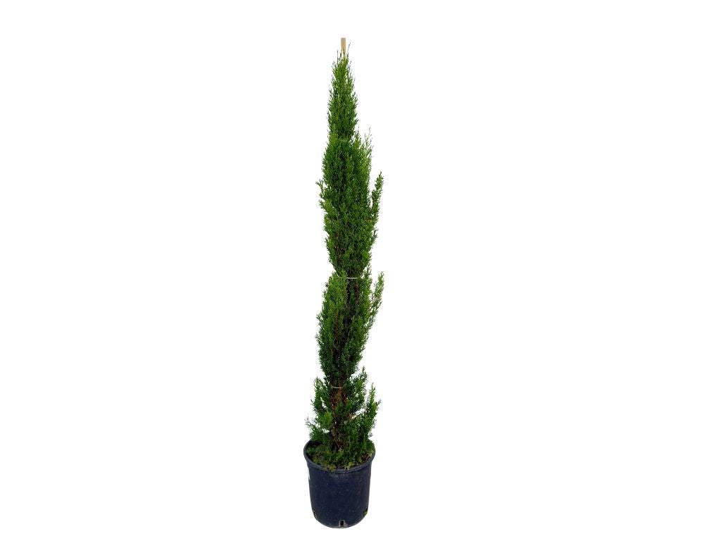 Okrasné stromy Cyprus vždyzelený TOTEM 80 120 cm(9)
