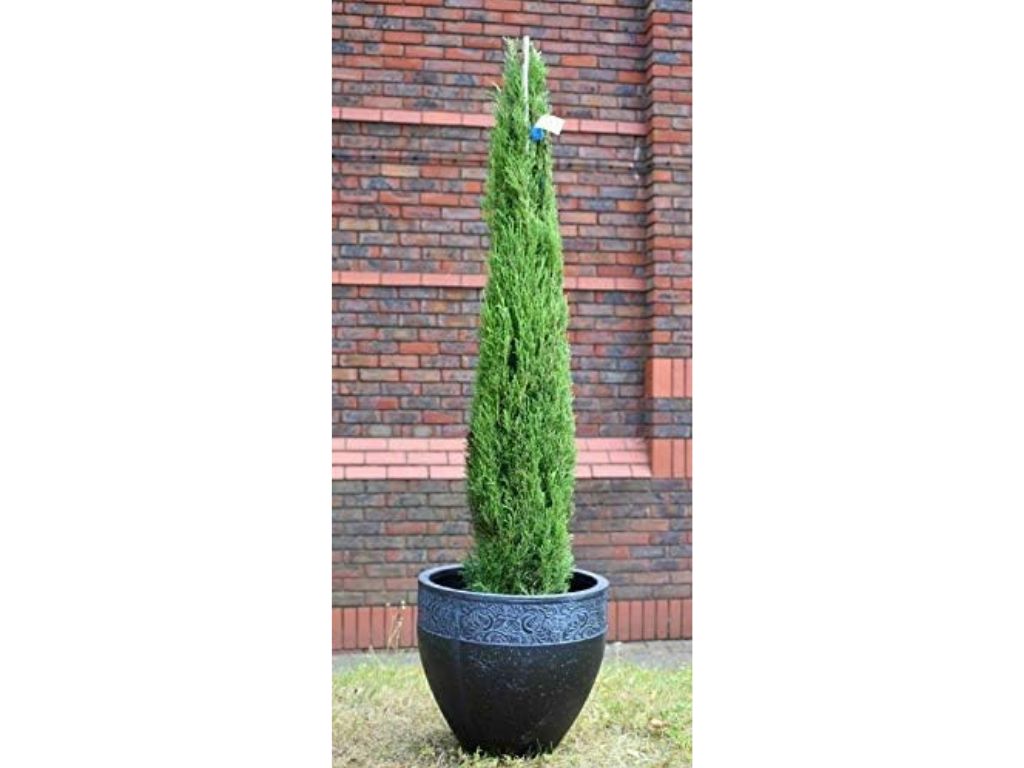 Okrasné stromy Cyprus vždyzelený TOTEM 80 120 cm(7)