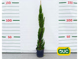 Okrasné stromy Cyprus vždyzelený TOTEM 80 120 cm(2)