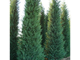 Okrasné stromy Cyprusovec leylandský 110 130 cm(10)