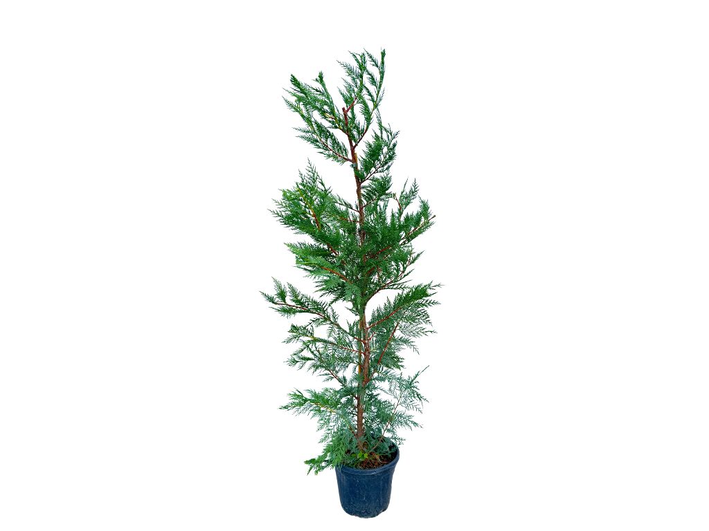 Okrasné stromy Cyprusovec leylandský 110 130 cm(4)