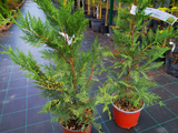 Okrasné stromy Cyprusovec leylandský 110 130 cm(9)