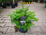 Okrasné stromy Jedľa kórejská 30 40 cm(7)