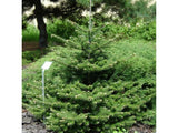 Okrasné stromy Jedľa kórejská 30 40 cm(6)