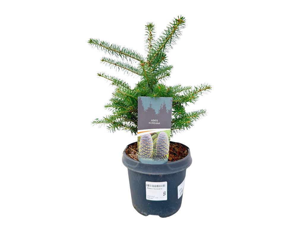 Okrasné stromy Jedľa kórejská 30 40 cm(4)