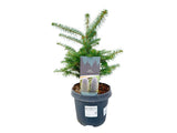 Okrasné stromy Jedľa kórejská 30 40 cm(4)
