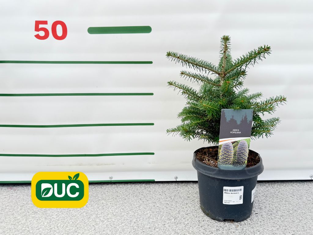 Okrasné stromy Jedľa kórejská 30 40 cm(2)