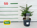 Okrasné stromy Jedľa kórejská 30 40 cm(2)