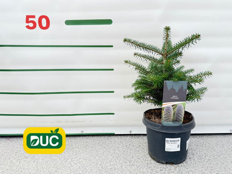 Okrasné stromy Jedľa kórejská 30 40 cm(2)