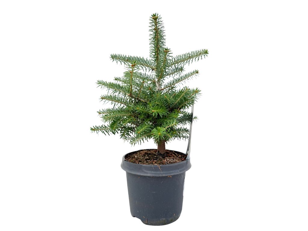 Okrasné stromy Jedľa kórejská 30 40 cm(3)
