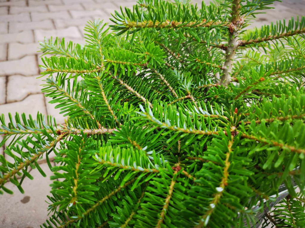 Okrasné stromy Jedľa kórejská 30 40 cm(9)