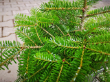 Okrasné stromy Jedľa kórejská 30 40 cm(9)