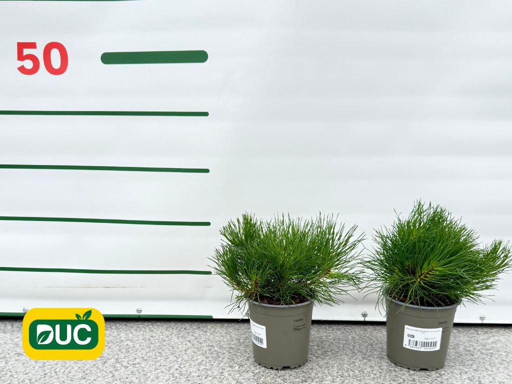 Okrasné stromy Borovica horská Mugo Mughus 10 20 cm(2)
