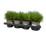 Okrasné stromy Borovica horská Mugo Mughus 10 20 cm(4)