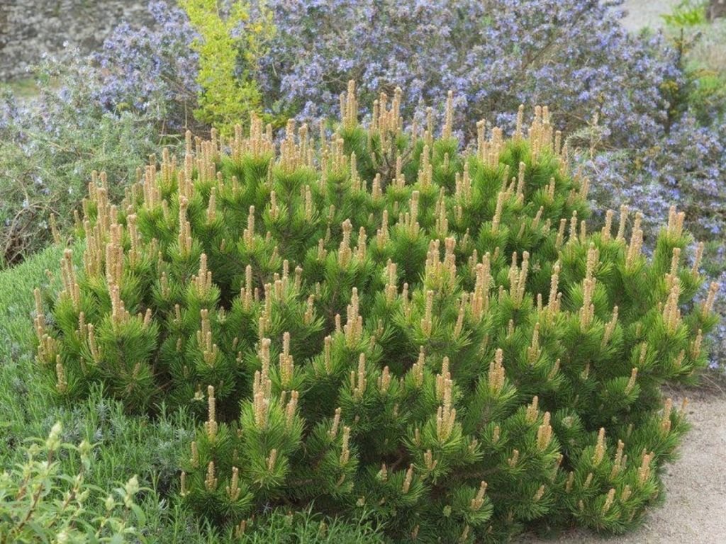 Okrasné stromy Borovica horská Mugo Mughus 10 20 cm(5)