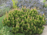 Okrasné stromy Borovica horská Mugo Mughus 10 20 cm(5)