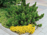 Okrasné stromy Borovica horská Mugo Mughus 10 20 cm(6)