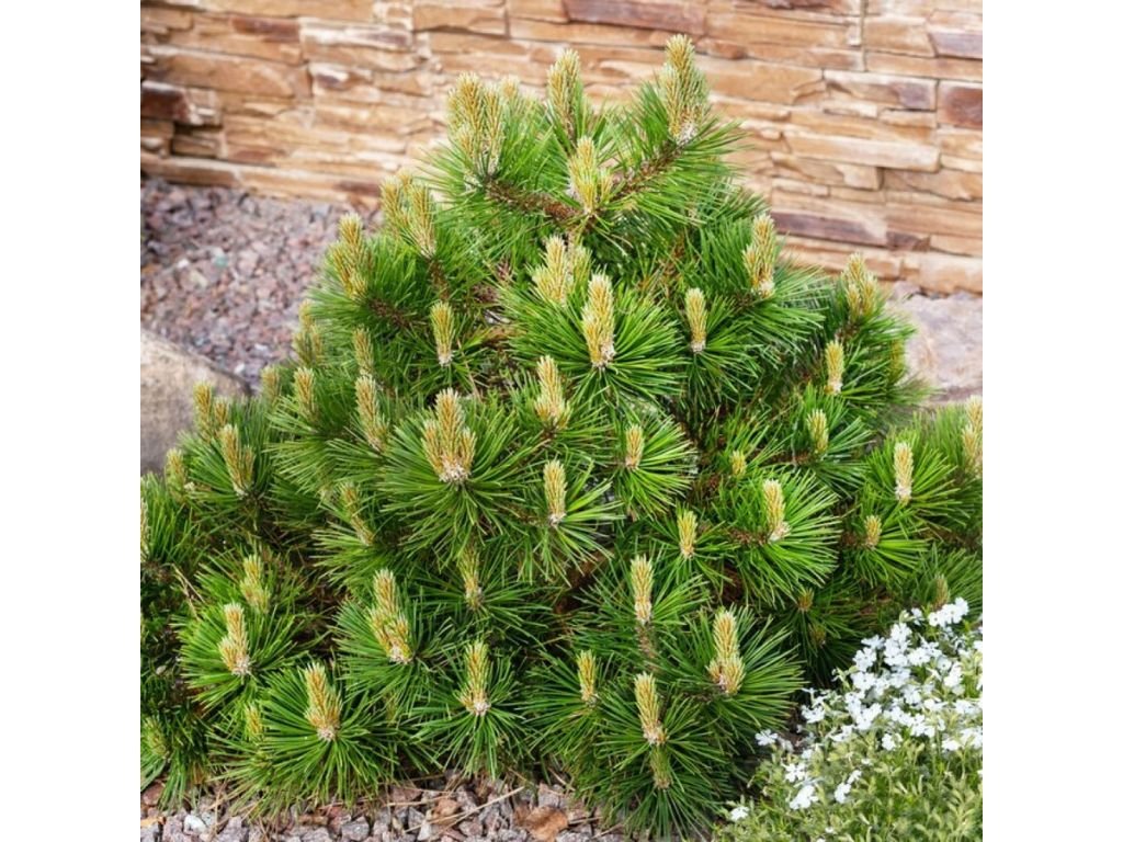 Okrasné stromy Borovica horská Mugo Mughus 10 20 cm(7)
