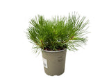 Okrasné stromy Borovica horská Mugo Mughus 10 20 cm(3)