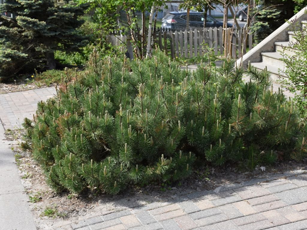 Okrasné stromy Borovica horská Mugo Pumilio 10 20 cm(5)