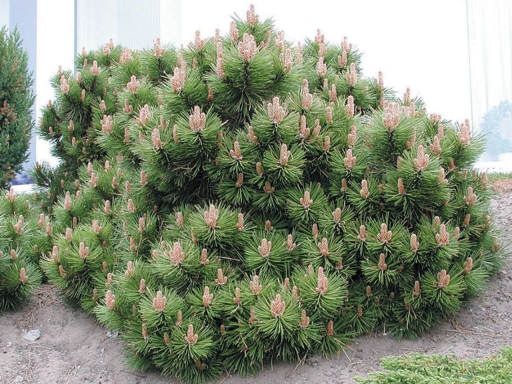 Okrasné stromy Borovica horská Mugo Pumilio 10 20 cm(1)