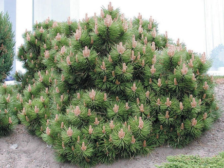 Okrasné stromy Borovica horská Mugo Pumilio 10 20 cm(1)