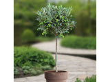 okrasne dreviny ducplant(161)