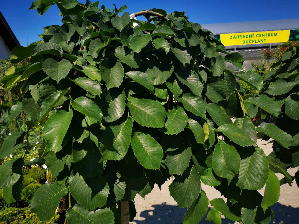Dreviny na kmienku Brest horský PENDULA na cca 120cm kmeni(5)