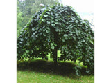 Dreviny na kmienku Brest horský PENDULA na cca 120cm kmeni(7)