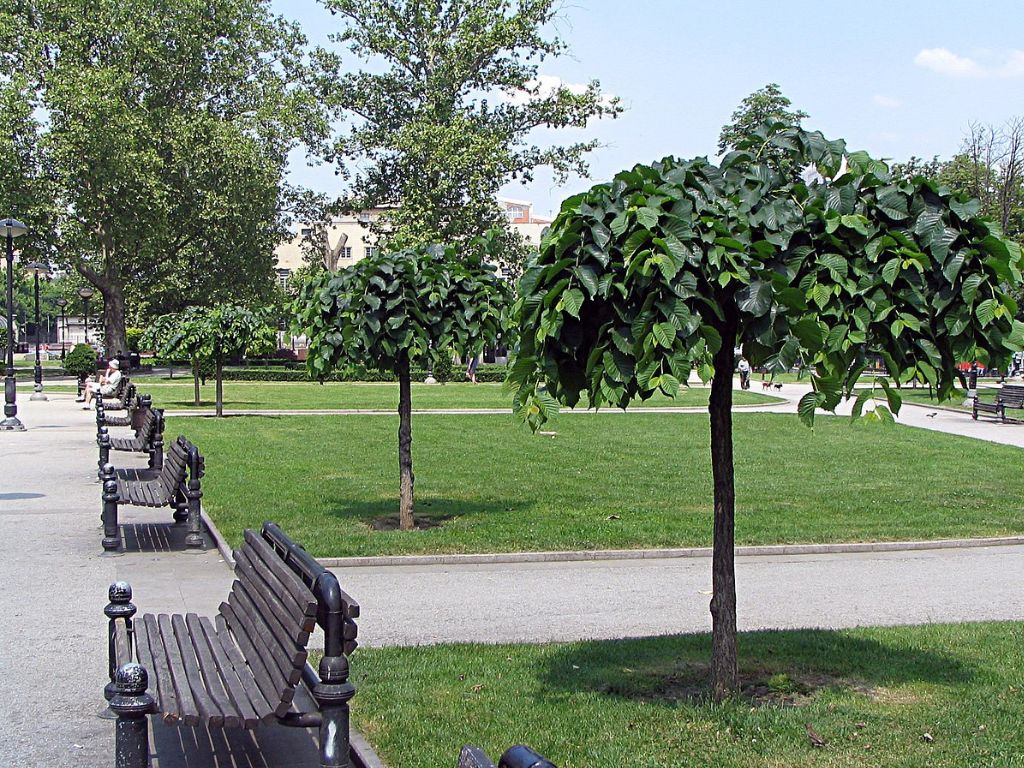 Dreviny na kmienku Brest horský PENDULA na cca 120cm kmeni(4)