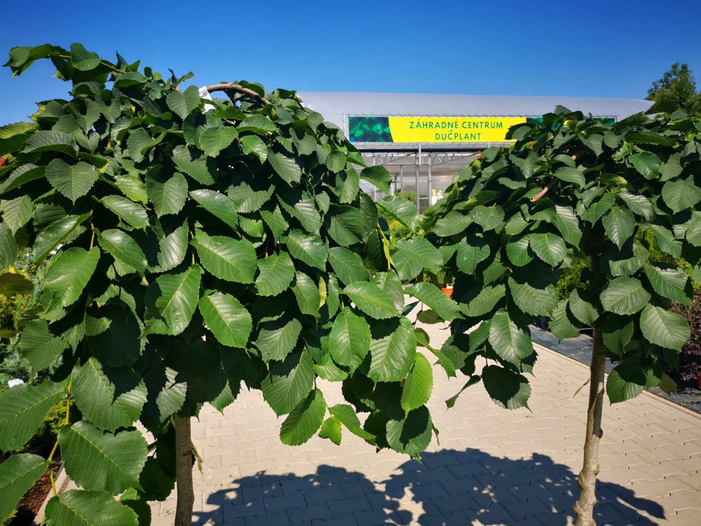 Dreviny na kmienku Brest horský PENDULA na cca 120cm kmeni(6)
