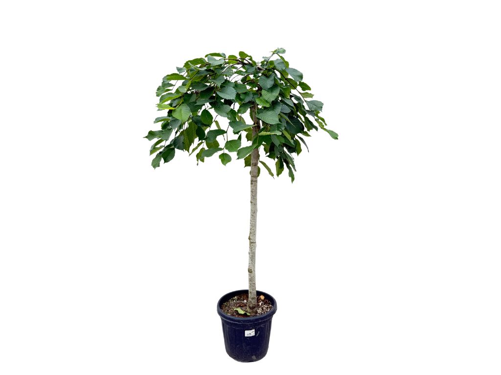 Dreviny na kmienku Brest horský PENDULA na cca 120cm kmeni(8)