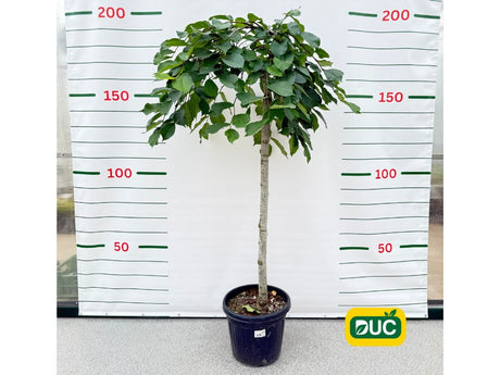 Dreviny na kmienku Brest horský PENDULA na cca 120cm kmeni(2)