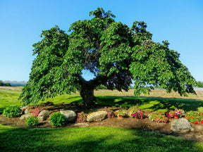 Dreviny na kmienku Brest horský PENDULA na cca 120cm kmeni(1)