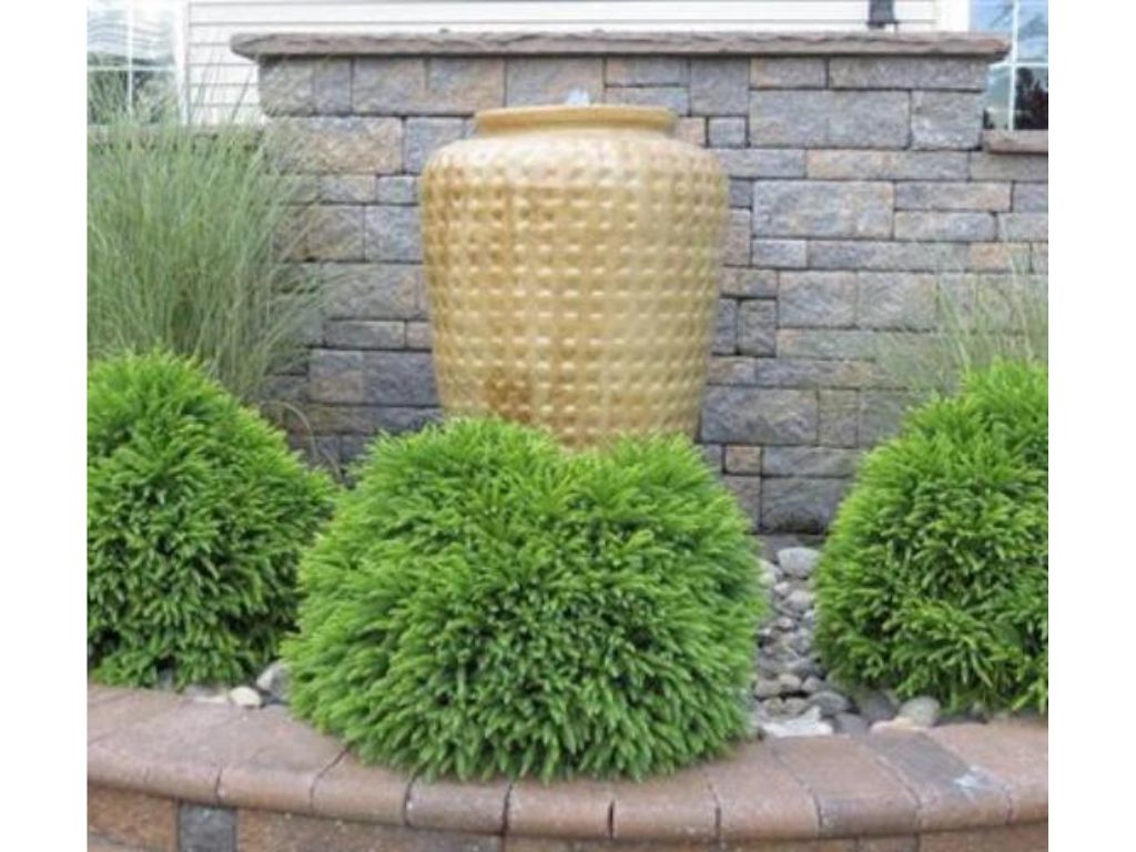 Okrasné kry Kryptoméria japonská GLOBOSA NANA, výška cca 30cm(3)
