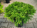 Okrasné kry Kryptoméria japonská GLOBOSA NANA, výška cca 30cm(4)