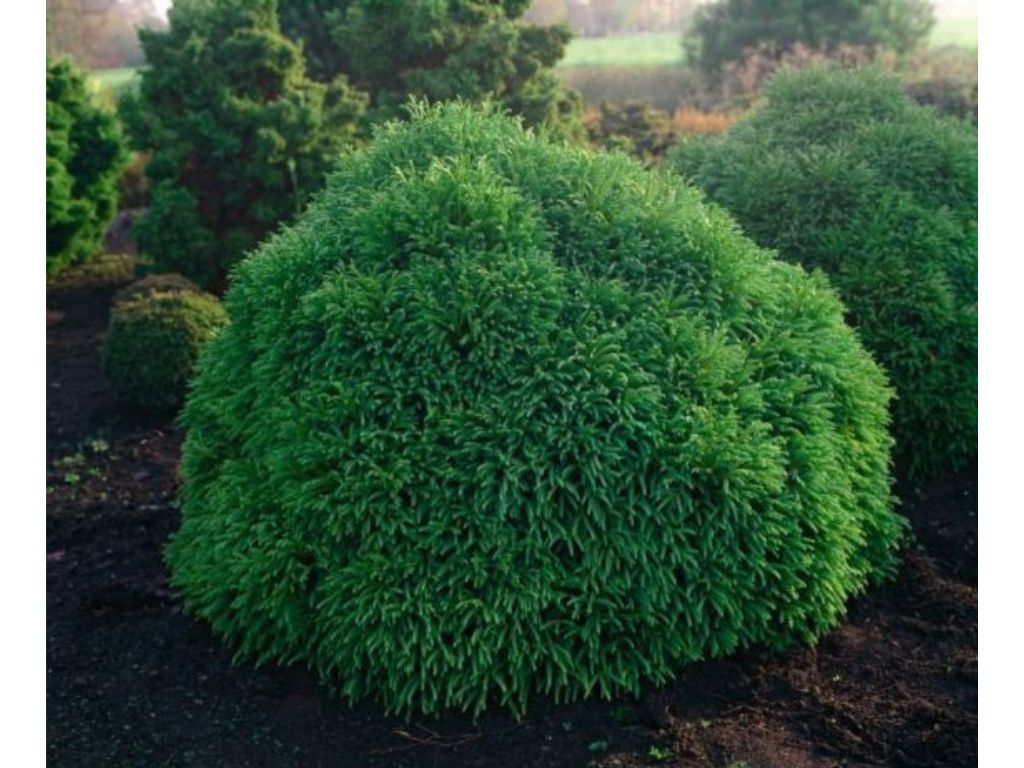 Okrasné kry Kryptoméria japonská GLOBOSA NANA, výška cca 30cm(7)