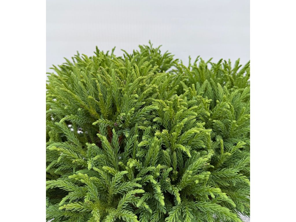 Okrasné kry Kryptoméria japonská GLOBOSA NANA, výška cca 30cm(8)