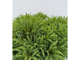 Okrasné kry Kryptoméria japonská GLOBOSA NANA, výška cca 30cm(8)