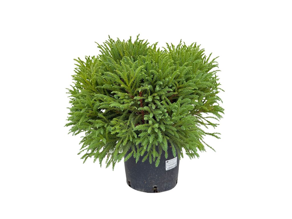 Okrasné kry Kryptoméria japonská GLOBOSA NANA, výška cca 30cm(7)