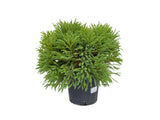 Okrasné kry Kryptoméria japonská GLOBOSA NANA, výška cca 30cm(7)