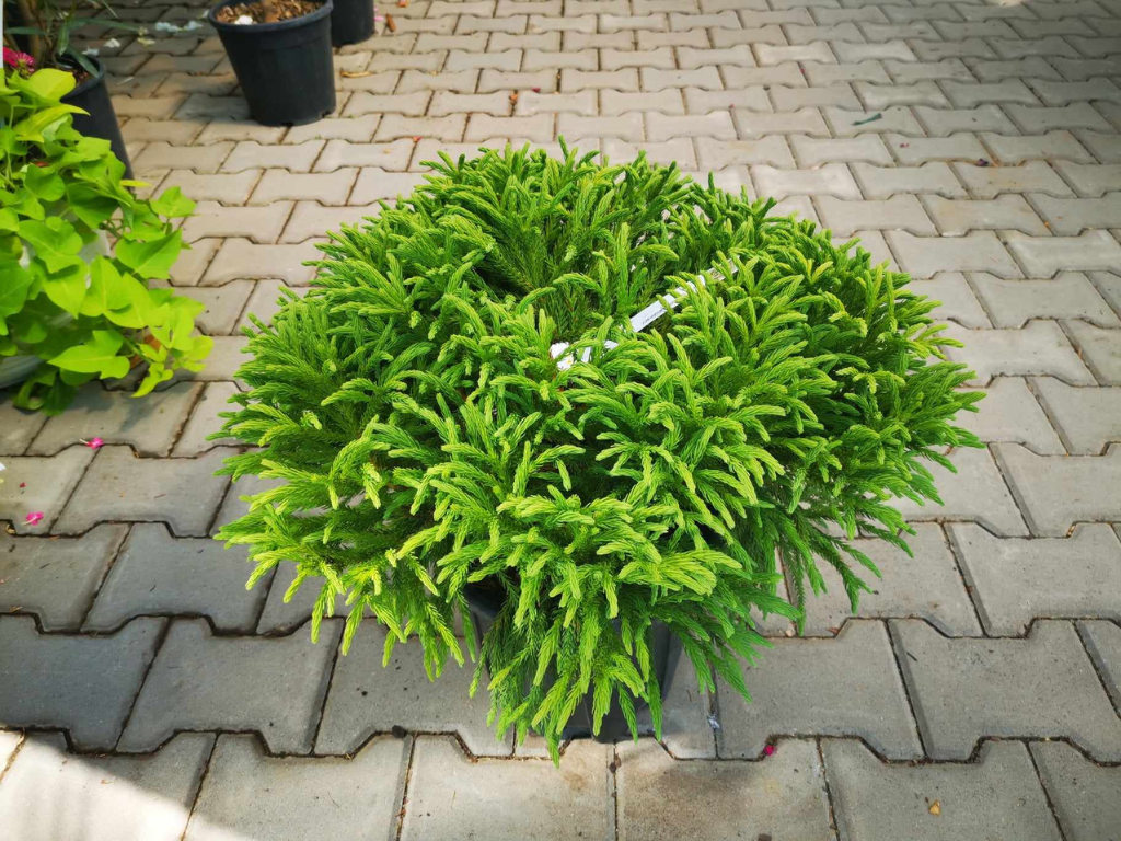 Okrasné kry Kryptoméria japonská GLOBOSA NANA, výška cca 30cm(5)