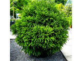 Okrasné kry Kryptoméria japonská GLOBOSA NANA, výška cca 30cm(6)