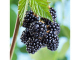 drobné ovocie ducplant(61)